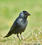 Jackdaw