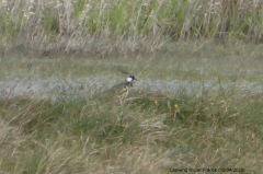 Lapwing