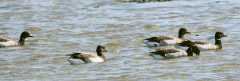 Brent Geese