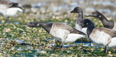 Brent Geese