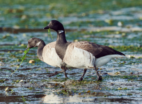 Brent Geese