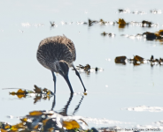 Whimbrel