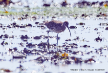 Whimbrel