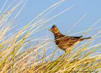 Skylark