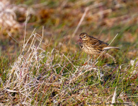 Meadow Pipit