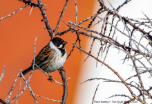 Reed Bunting