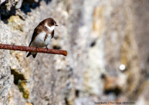 Sand Martin