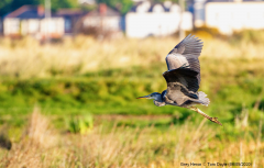 Grey Heron