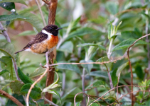 Stonechat