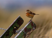 Stonechat