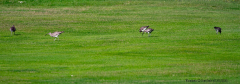 Whimbrels