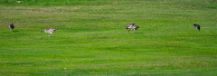 Whimbrels