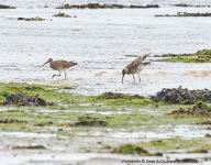 Whimbrels