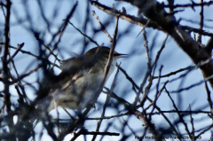 Reed Warbler