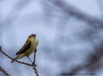 Sedge Warbler