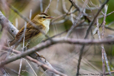 Sedge Warbler