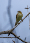 Sedge Warbler