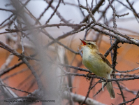 Sedge Warbler