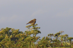 Meadow Pipit