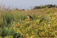 Meadow Pipit