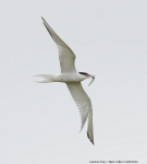 Common Tern