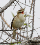 Sedge Warbler