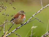 Linnet