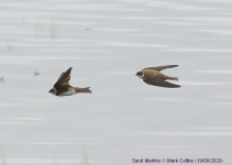 Sand Martins