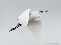 Little Egret