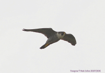 Peregrine