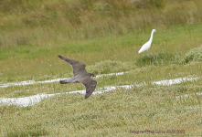 Peregrine