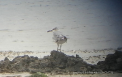 Laughing Gull