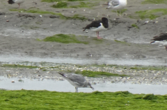 Laughing Gull