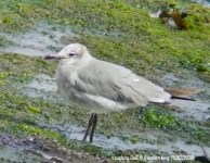 Laughing Gull