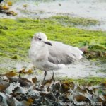 Laughing Gull