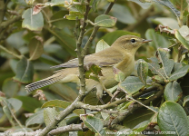 Willow Warbler