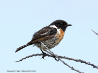 Stonechat