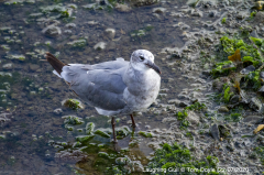 Laughing Gull