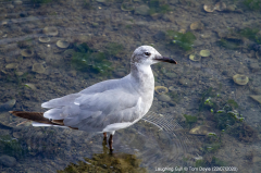 Laughing Gull