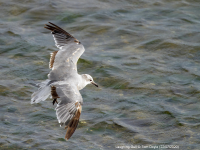 Laughing Gull