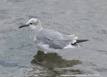 Laughing Gull