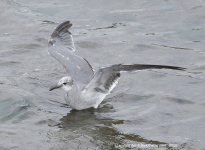 Laughing Gull