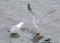 Laughing Gull