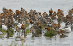 Black-tailed Godwits