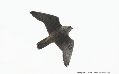 Peregrine