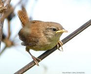 Wren