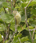 Willow Warbler