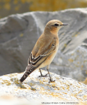 Wheatear