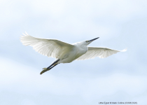 Little Egret