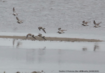 Dunlins